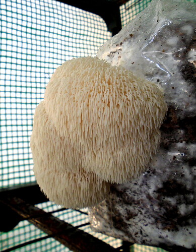 Colour photograph of a lion's mane mushroom (Hericium erinaceus) fruiting from a plastic bag of substrate. The bag is on a metal shelf inside a mini-greenhouse. Clear plastic with a green grid is visible in the background.