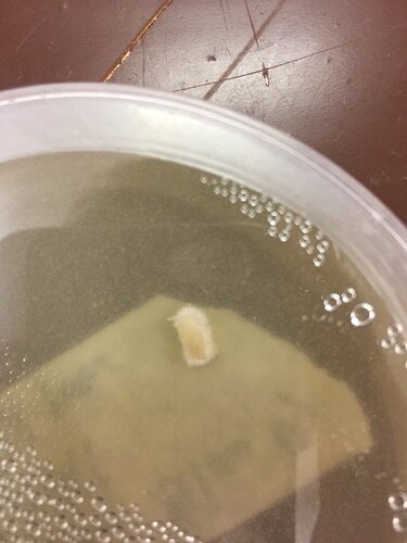 yellow-oyster-after-2-days