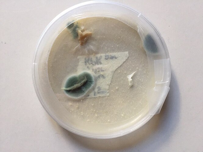 3-yellow-oyster-KPK pour