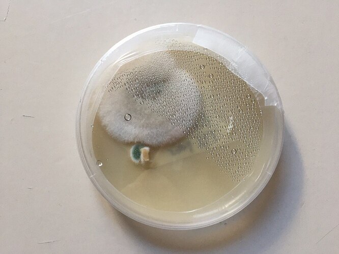 yellow-oyster-TU-pour