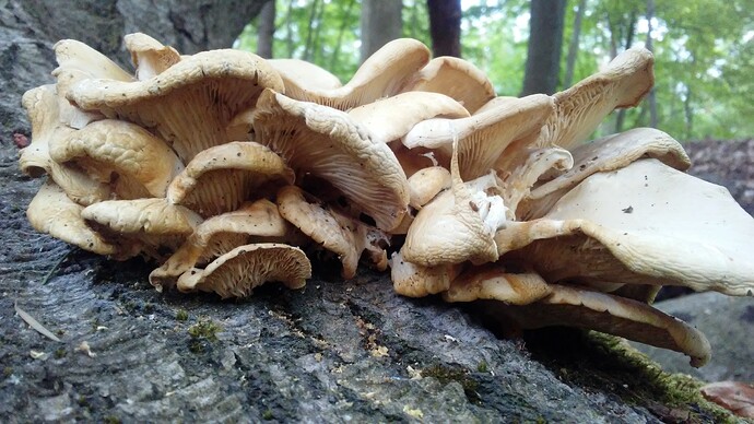 Wild_oyster_20200607