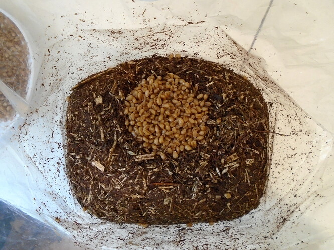 Photo of an open myco bag from above, showing a lightly-compressed block of hemp hurd, coir and gypsum with an embedded disk of cooked wheat grain.