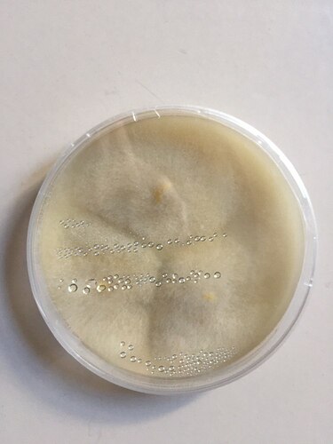 wild-oyster-TU-pour-2