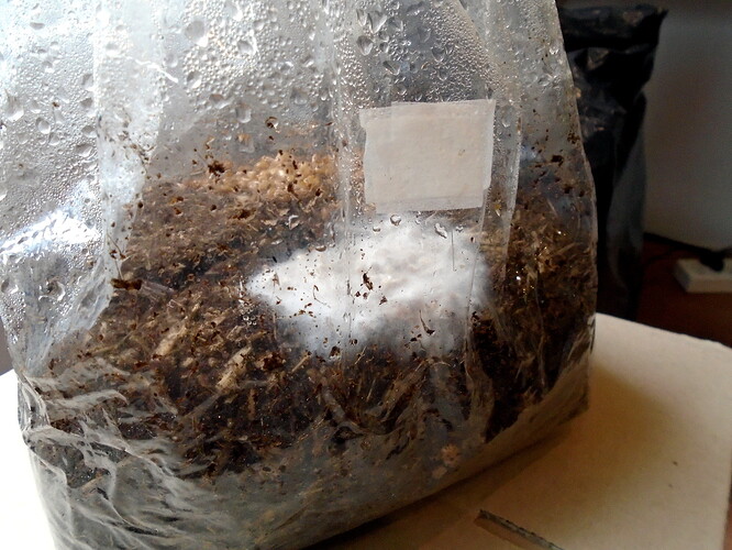Photo showing a side-view of a myco bag containing hemp hurd, coir, gypsum and wheat grain. A patch of white mycelium can be seen growing inside the bag.
