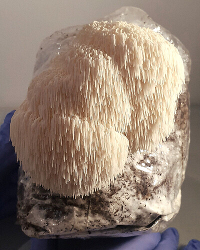 Colour photo of a lion's mane mushroom fruiting from a mycobag. The clustered fruitbody is composed of three lumps of elongated spines, resembling shaggy pom-poms.