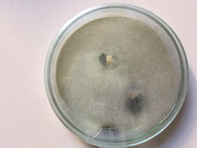 2-yellow-oyster-KPK-pour