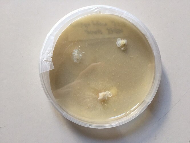 wild-oyster-KPK-pour