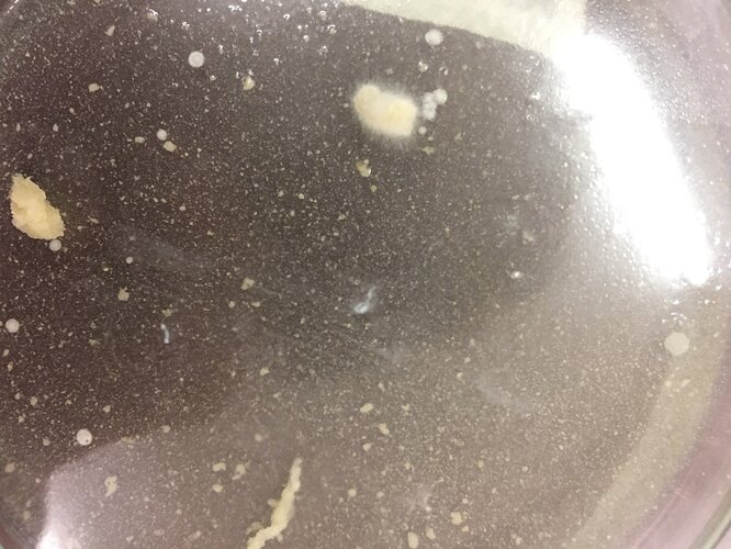 wild-oyster-after-2-days